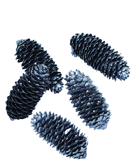 アカエゾマツ　スチールグレイ　10774