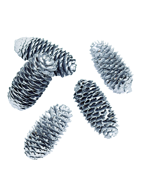 アカエゾマツ　シルバー　10788