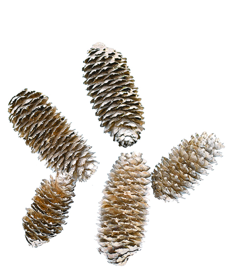 アカエゾマツ　プラチナ　10794