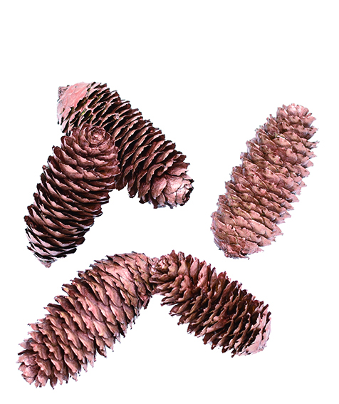 アカエゾマツ　ブロンズ　10801