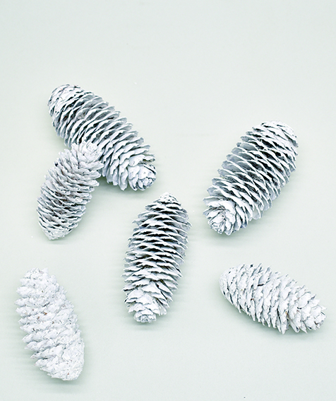 アカエゾマツ　グレイッシュ　10804