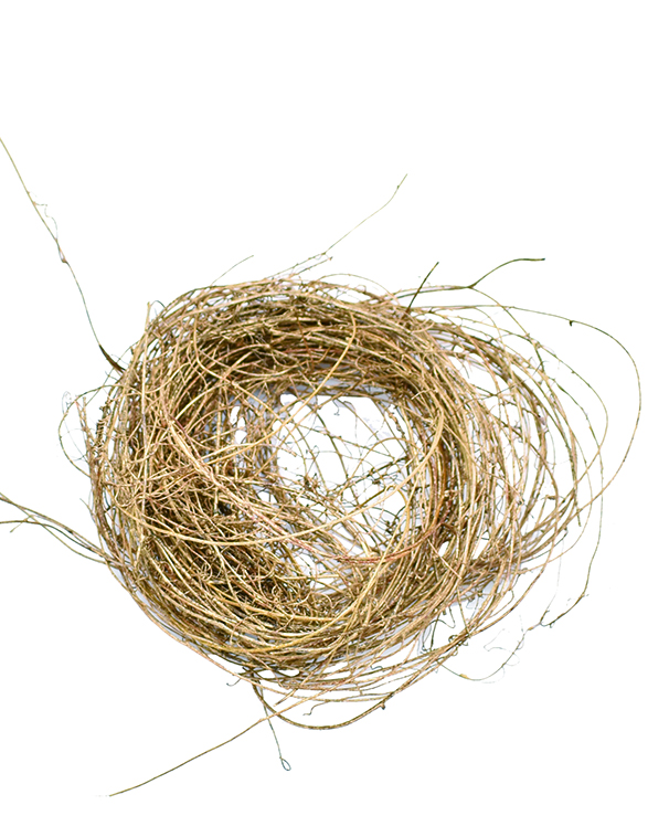 ネナカズラ　ゴールド　10805