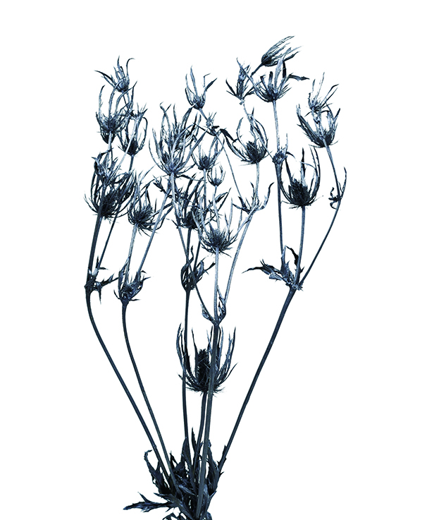 エリンジューム　スチールグレイ