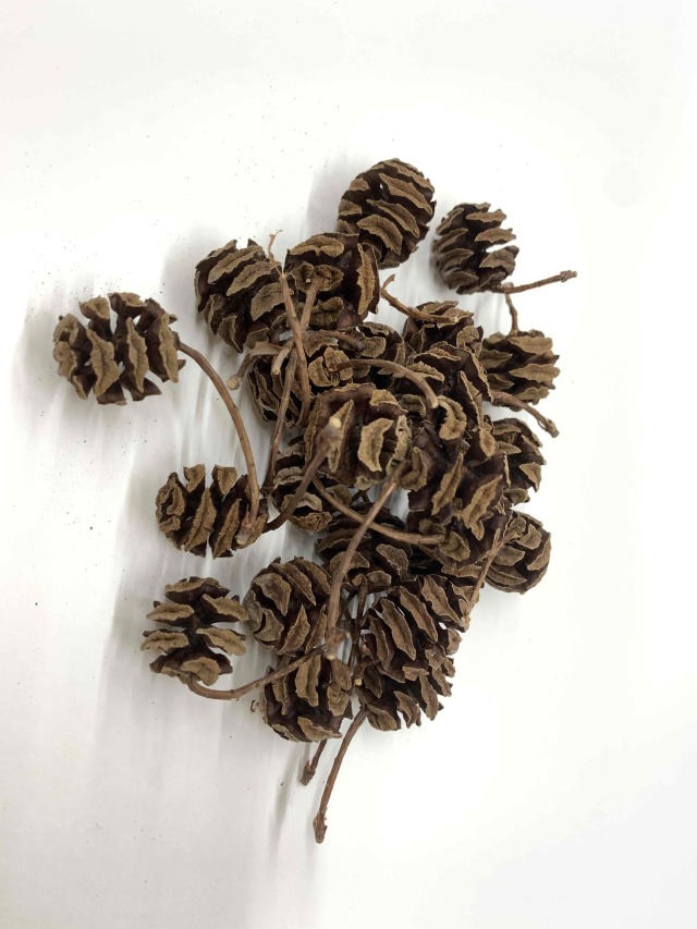 メタセコイア・ナチュラル・信楽高原産　特別割引60％