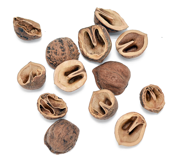 和くるみの殻　ナチュラル