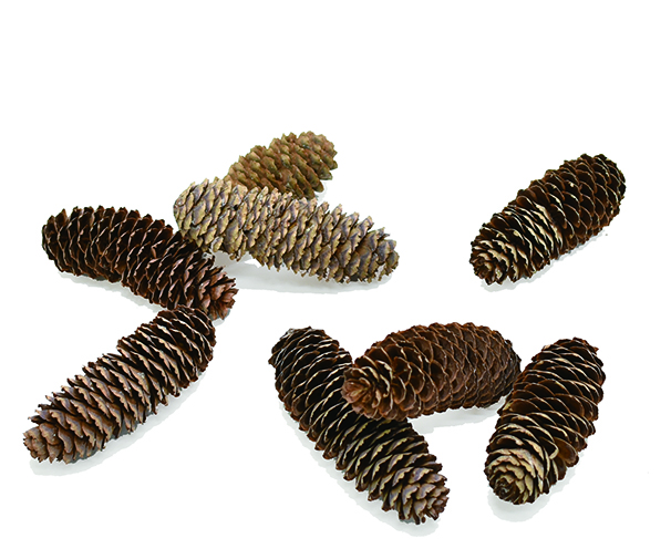 アカエゾマツ・大　ナチュラル　12121