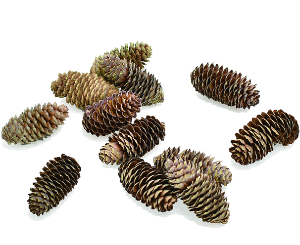 アカエゾマツ・小　ナチュラル　12122