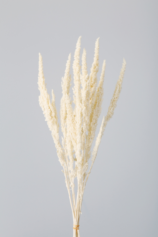 アマランサス　オフホワイト　13500-011