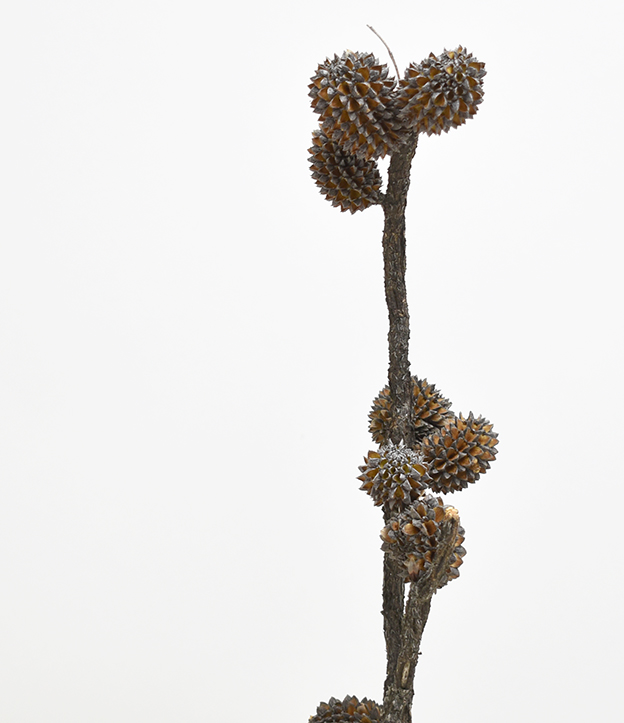 ジャンボカスリナ・ステム　14044