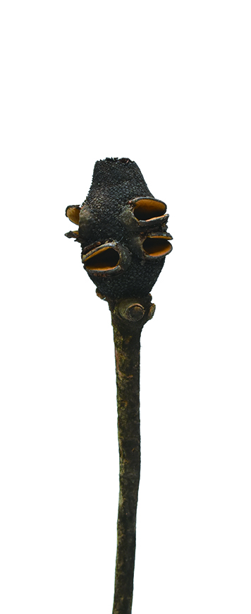 ブラックコーンズ・小　ナチュラル　14047