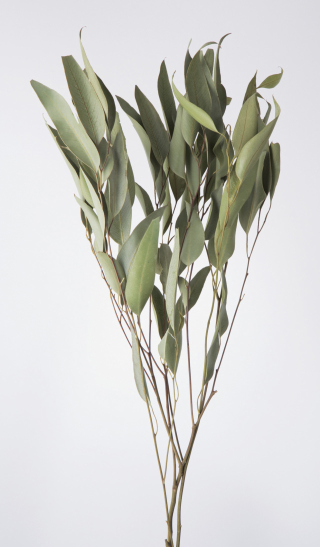 ウィローユーカリ　ＮＧ　16100-020