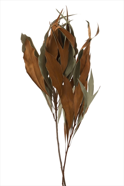 グレビレア・ゴールド　N　16200-000　特別割引60％OFF