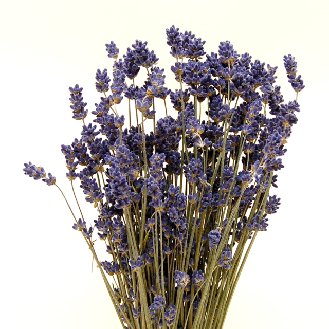 ラベンダー・濃色３号　17011