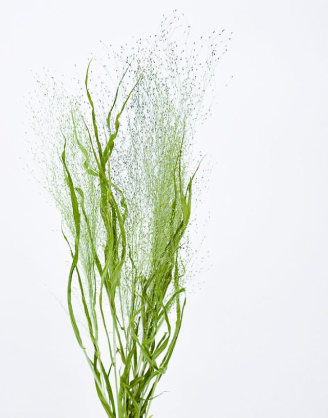 スモークグラス　ナチュラル　17070