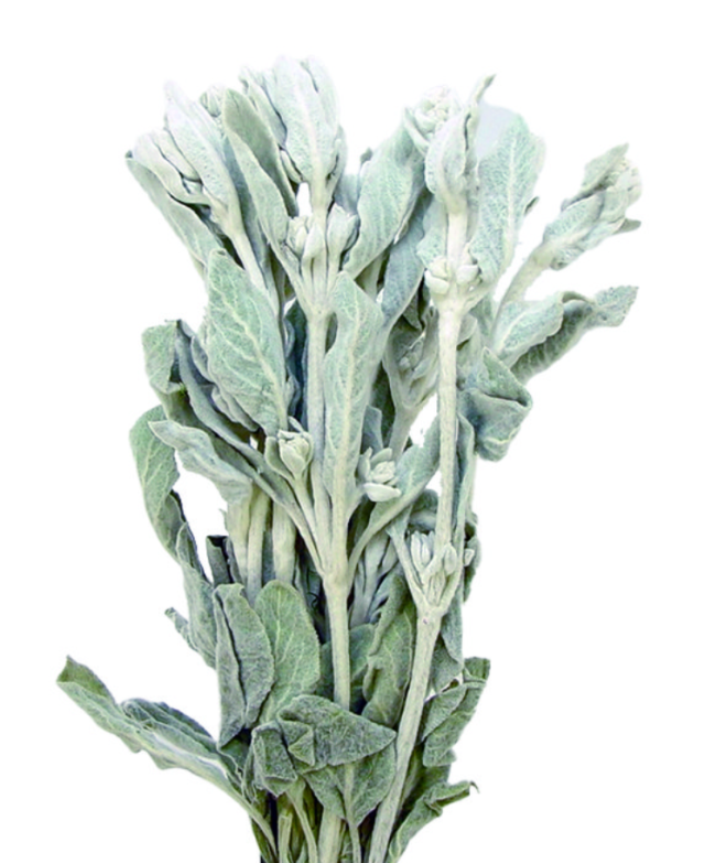 ラムズイヤー　ナチュラル　17083