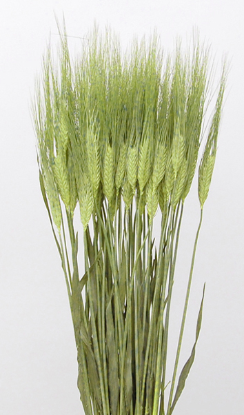 大麦（四条）