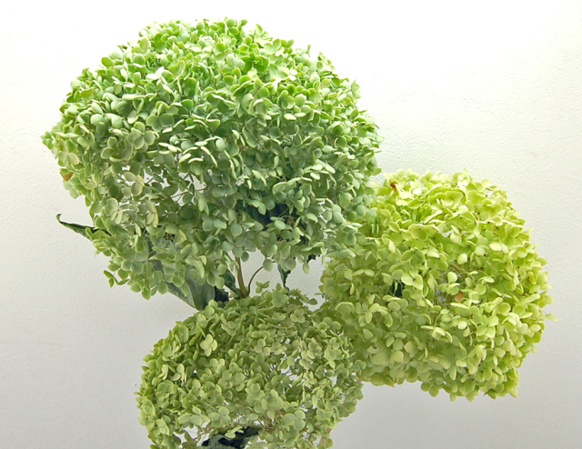 グリーンアナベル・大