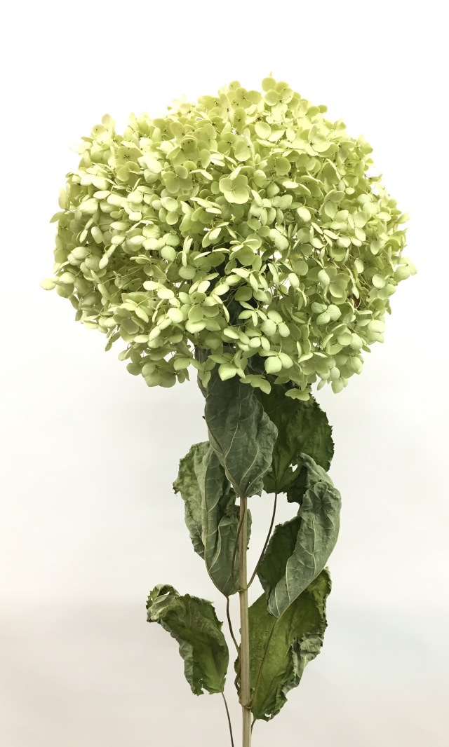 グリーンアナベル・小　N