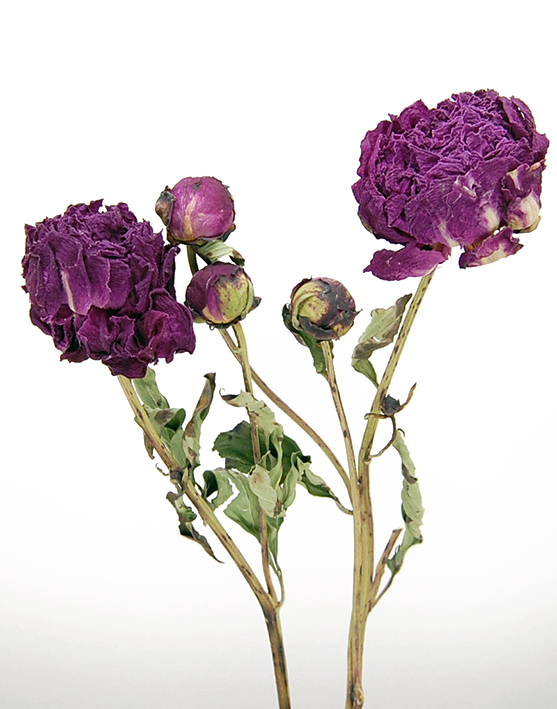 ピオニー　ナチュラルワイン