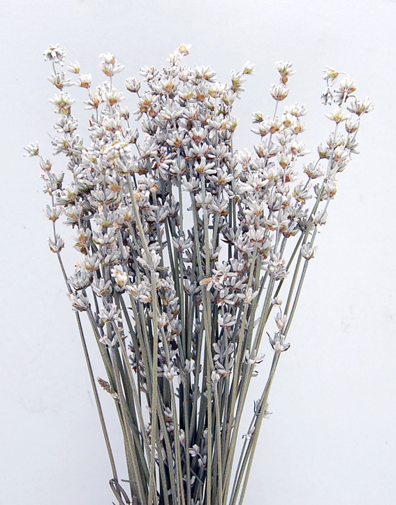 ホワイトラベンダー　17173