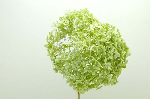 グリーンアナベル・ミニ　N　