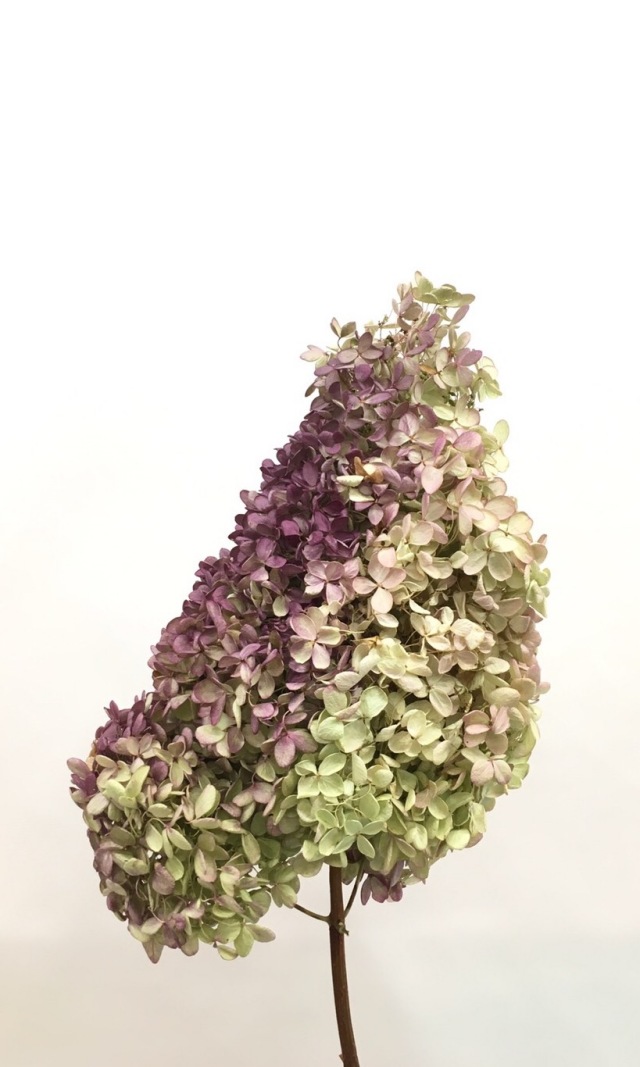 ミナズキ・大　N