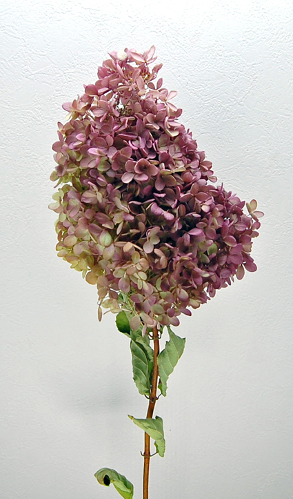 ミナズキ・小 　N