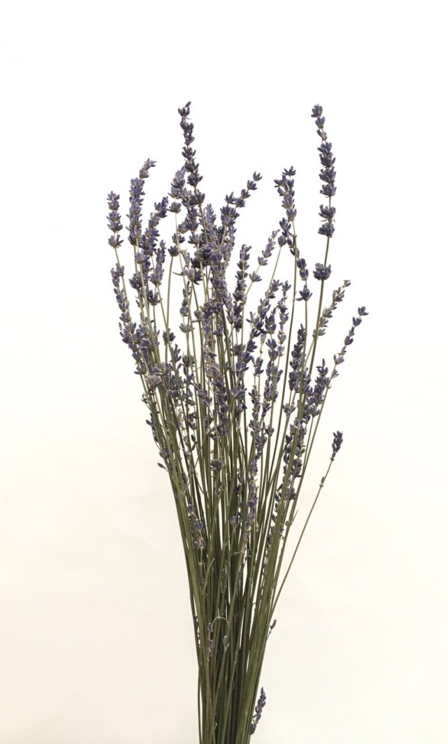 ラベンダーEU　17231