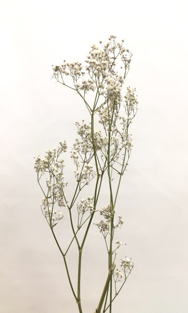 かすみ草