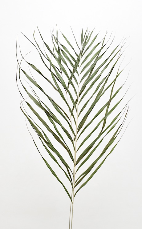 アレカヤシ　小　17291