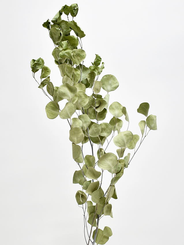 ポプルス・ドライ　ロングステム　ナチュラル　17301