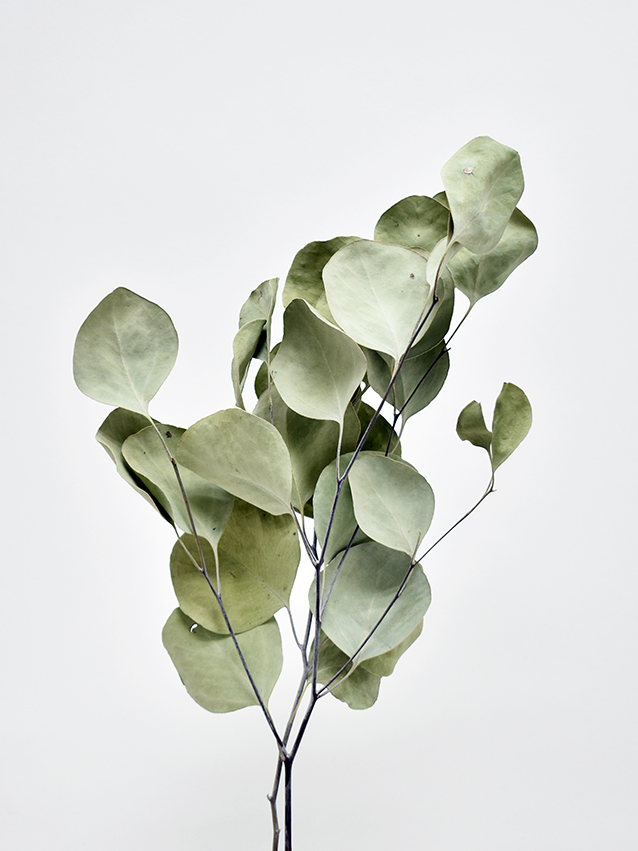 ポプルス・ドライ　ショート　ナチュラル　17302