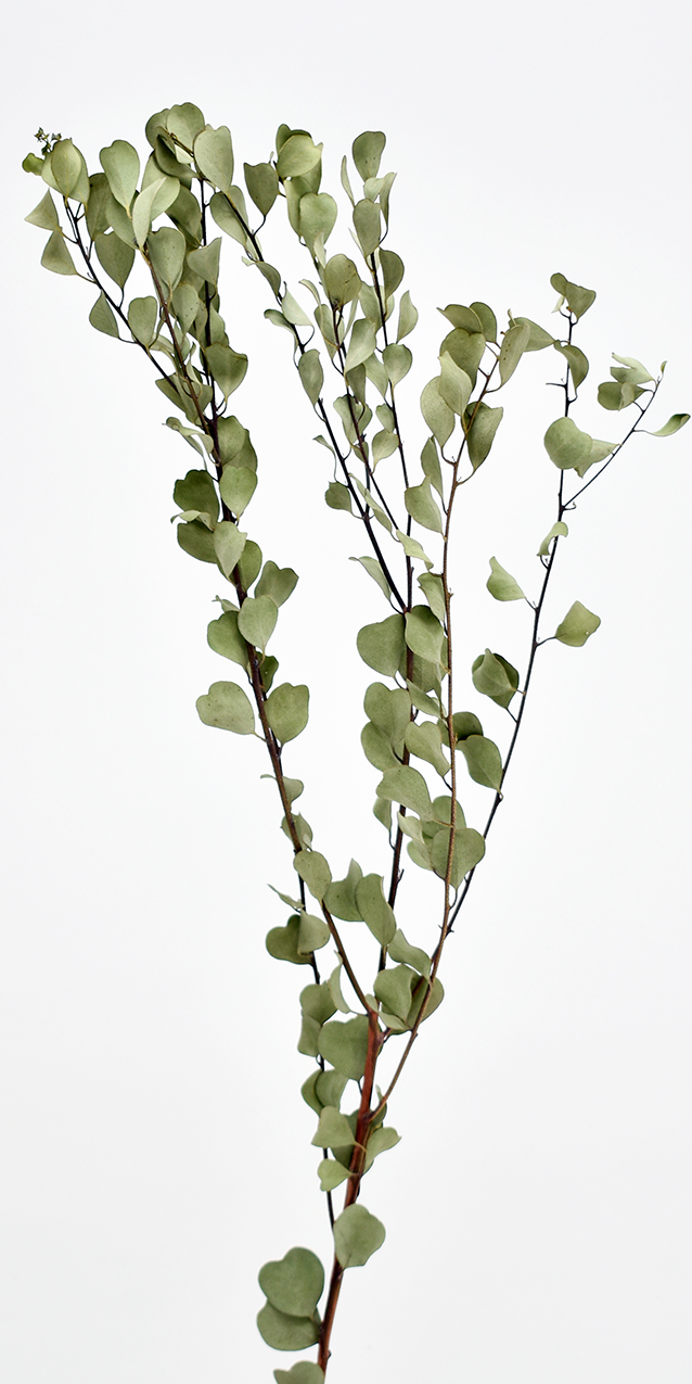 ハートリーフ・ポプルス　ナチュラル　17303