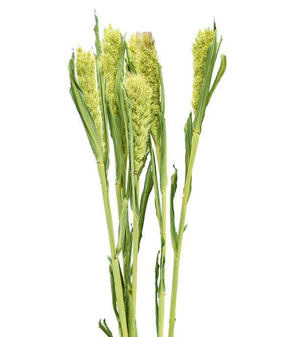 あわ　ナチュラル　17309