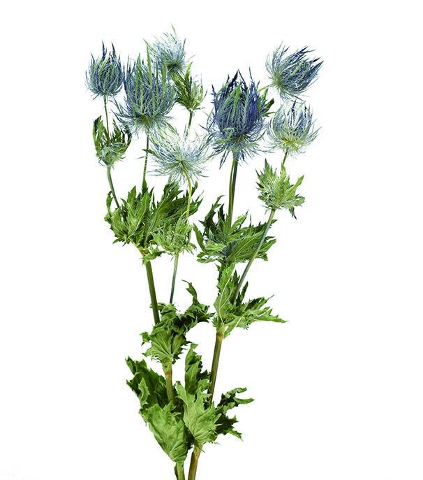 エリンジューム・アルピナム　ナチュラル　18506