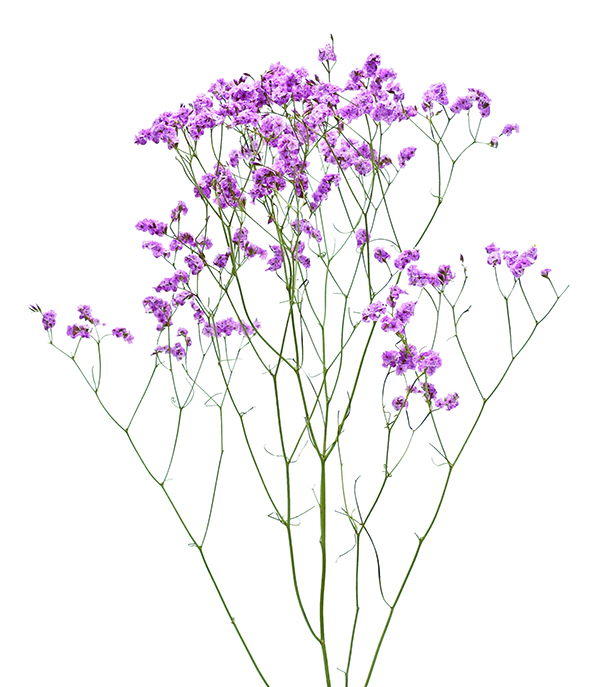 HBチース　N.ライトピンク系　17314