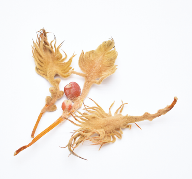 ゴーストウッド・炎　ナチュラル　17325