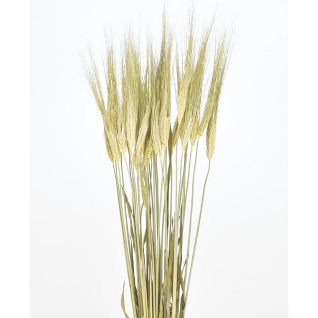 大麦　ナチュラル　17330