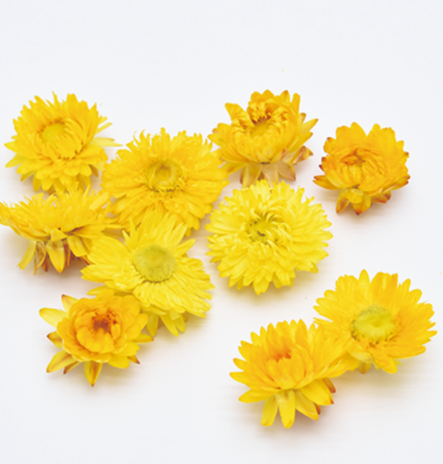 ヘリクリサム・ブルーミング　ナチュラルイエロー　17331