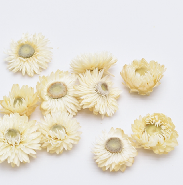 ヘリクリサム・ブルーミング　ナチュラルホワイト　17334