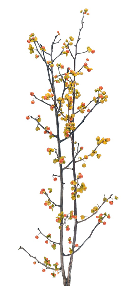 ツルウメモドキ　ナチュラル　17364