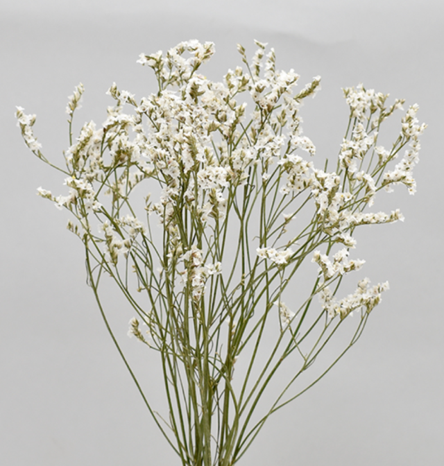 HBチース　ナチュラルホワイト系　17368