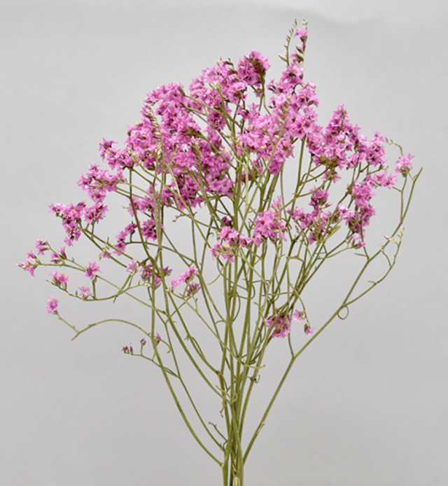 HBチース　ナチュラルダークピンク系　17372