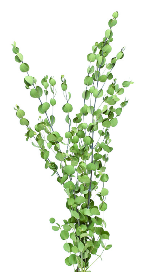 グ二ユーカリ　ナチュラル　17373