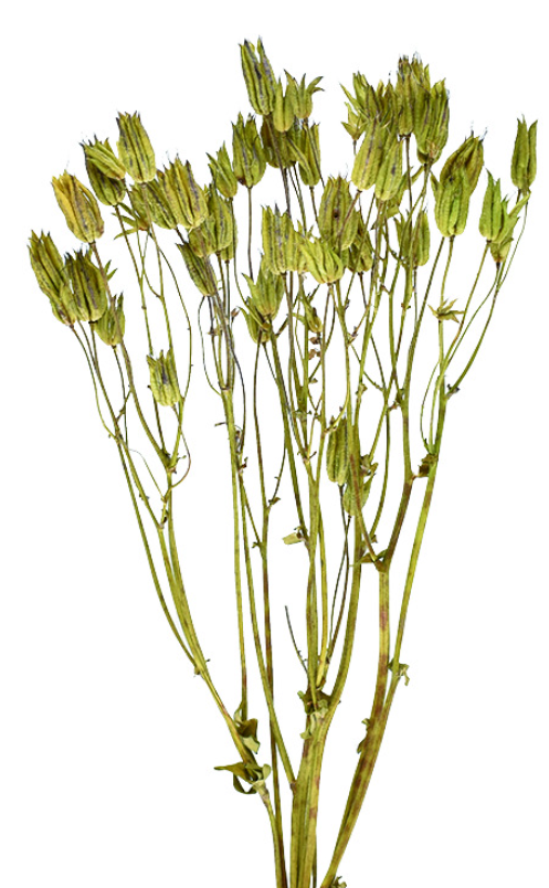 オダマキ　17382