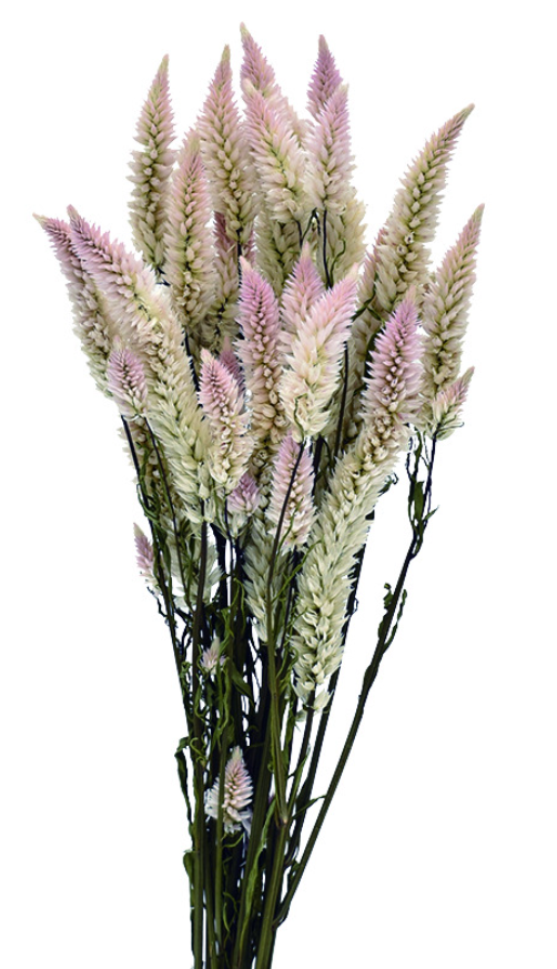 ケイトウ・シャロン　ナチュラルピンク　17383