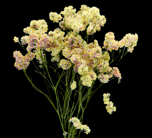 HBチース・陽春　17386