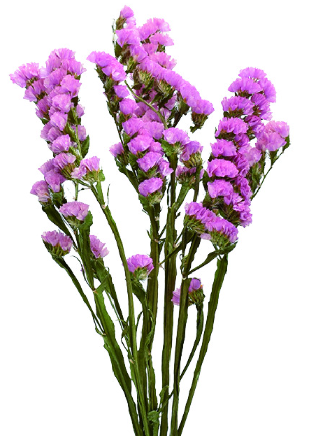 スターチス・ミルバ　17388