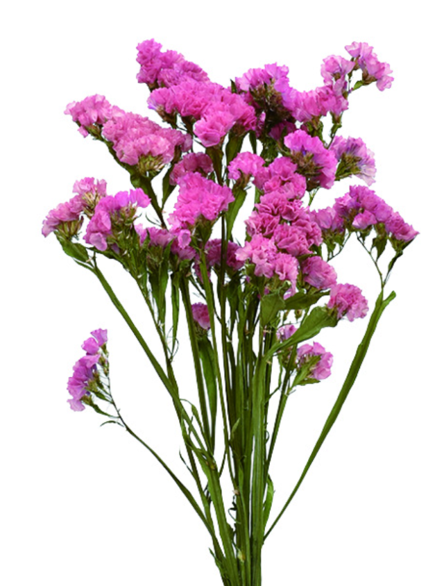 スターチス・グロリアオレンジ　17389