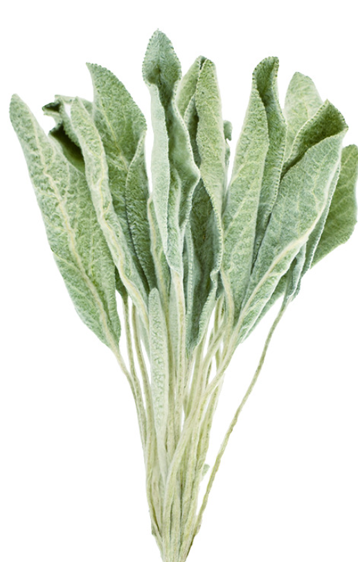 ラムズイヤーリーフ　ナチュラル　17394